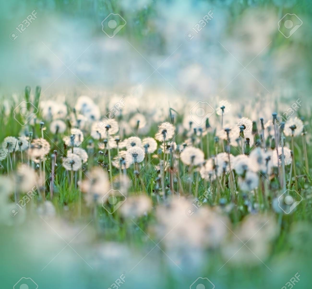 dandelion seeds in meadow dandelion seed fluffy blow ball stock
