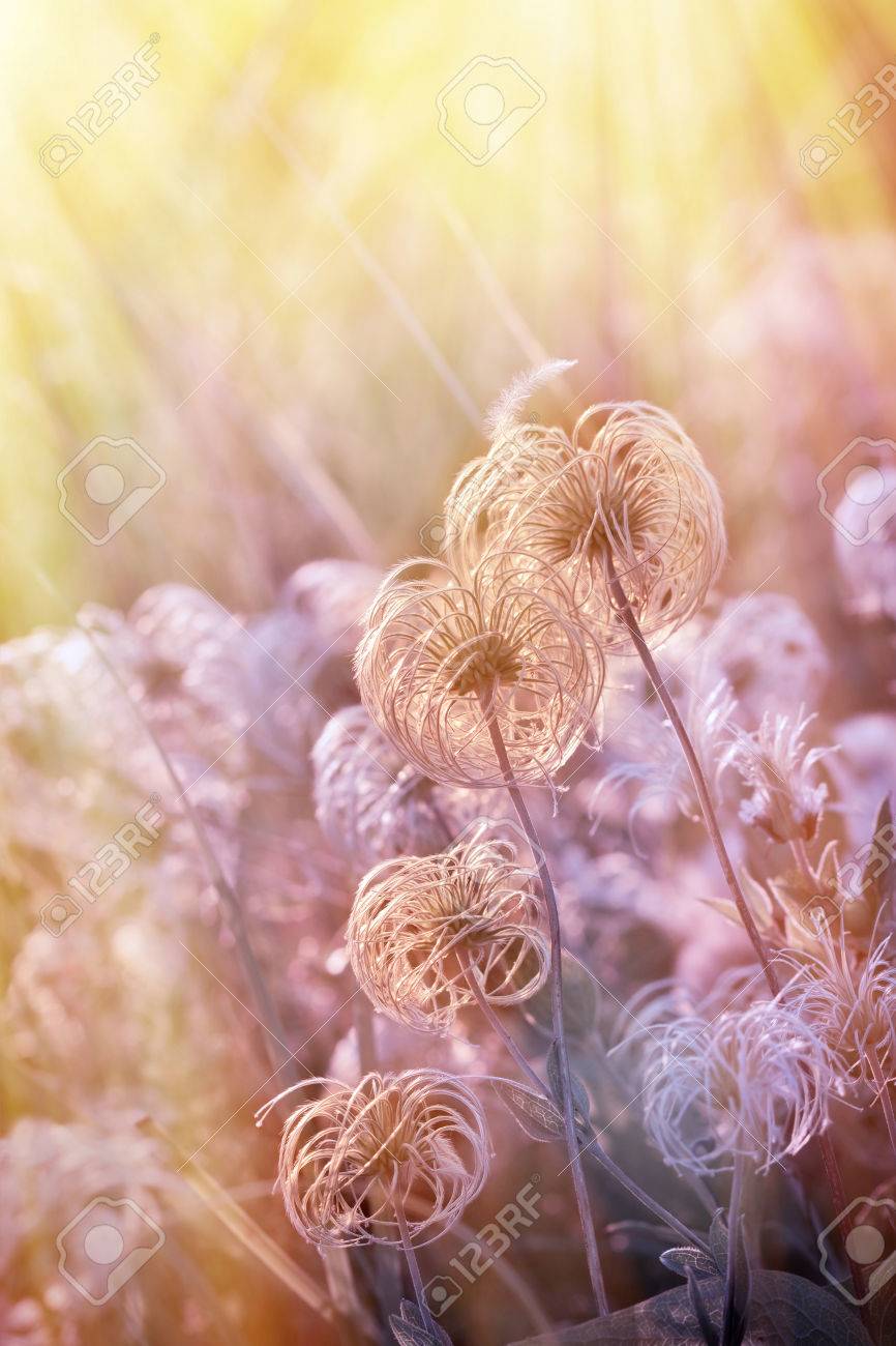 ふわふわの柔らかさの花 の写真素材 画像素材 Image