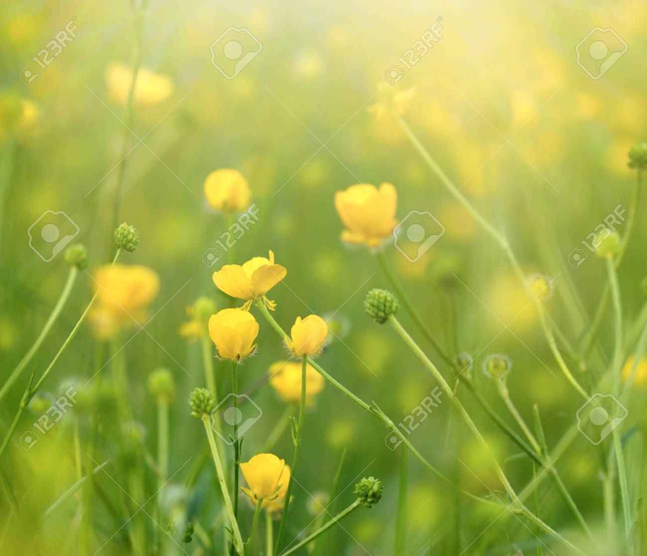 草原の花春 キンポウゲ花 黄色い花 の写真素材 画像素材 Image