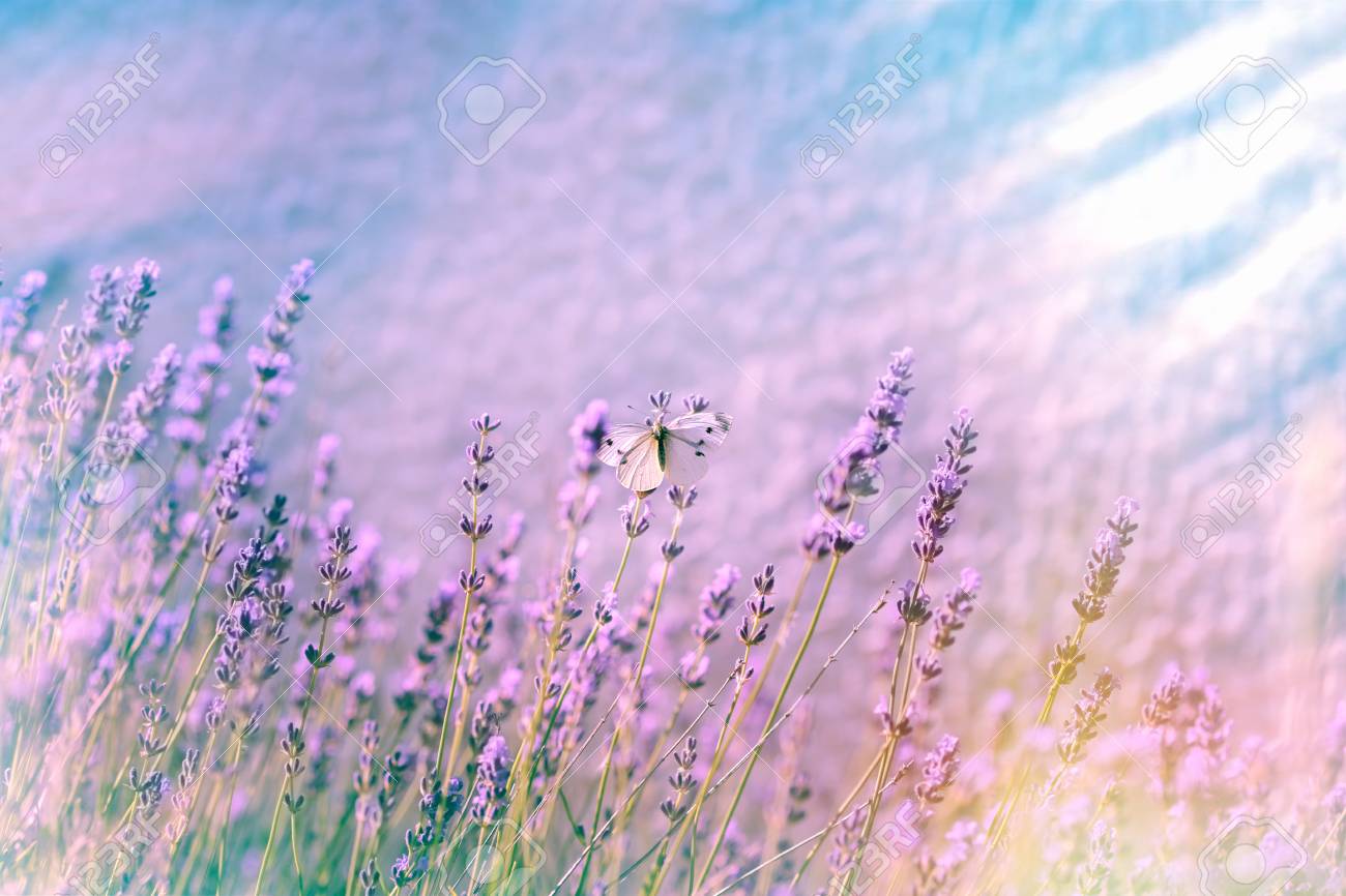 白い花の庭にラベンダーの花に蝶 の写真素材 画像素材 Image