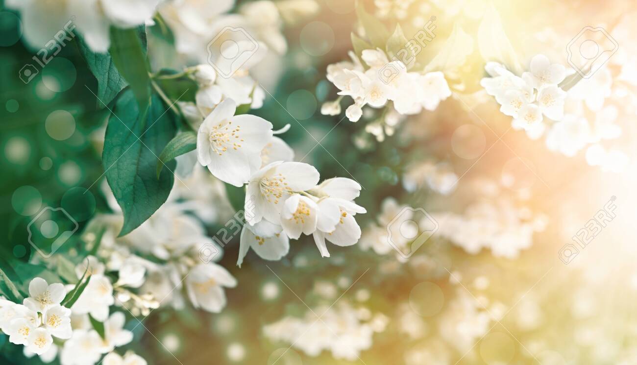 Jasmine Flower Flowering Blooming Beautiful Flowers Lit By Sunlight Lizenzfreie Fotos Bilder Und Stock Fotografie Image Jasmine Flower Flowering Blooming Beautiful Flowers Lit By Sunlight Lizenzfreie Fotos Bilder Und Stock Fotografie Image