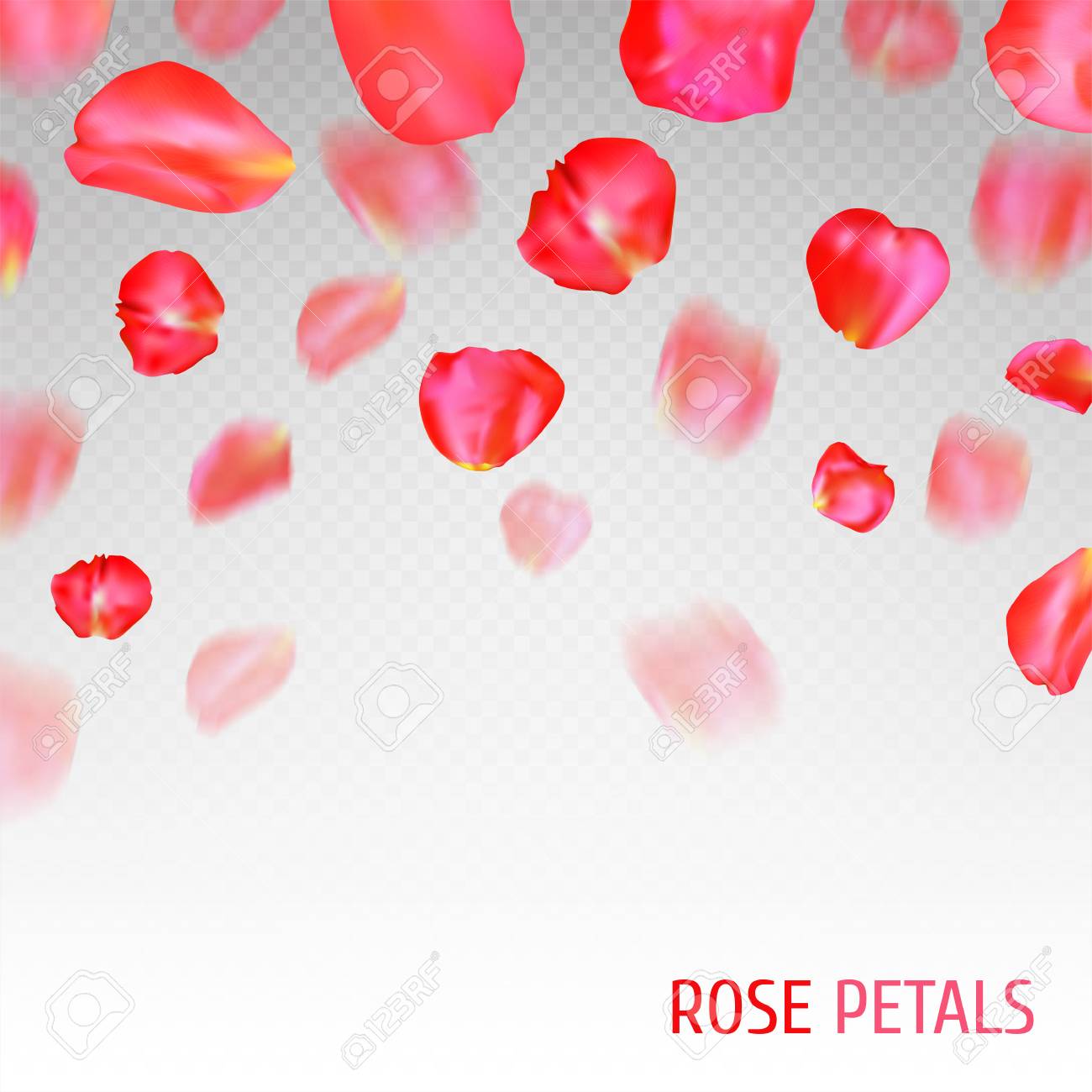 a lot of falling red rose petals on transparent background vector