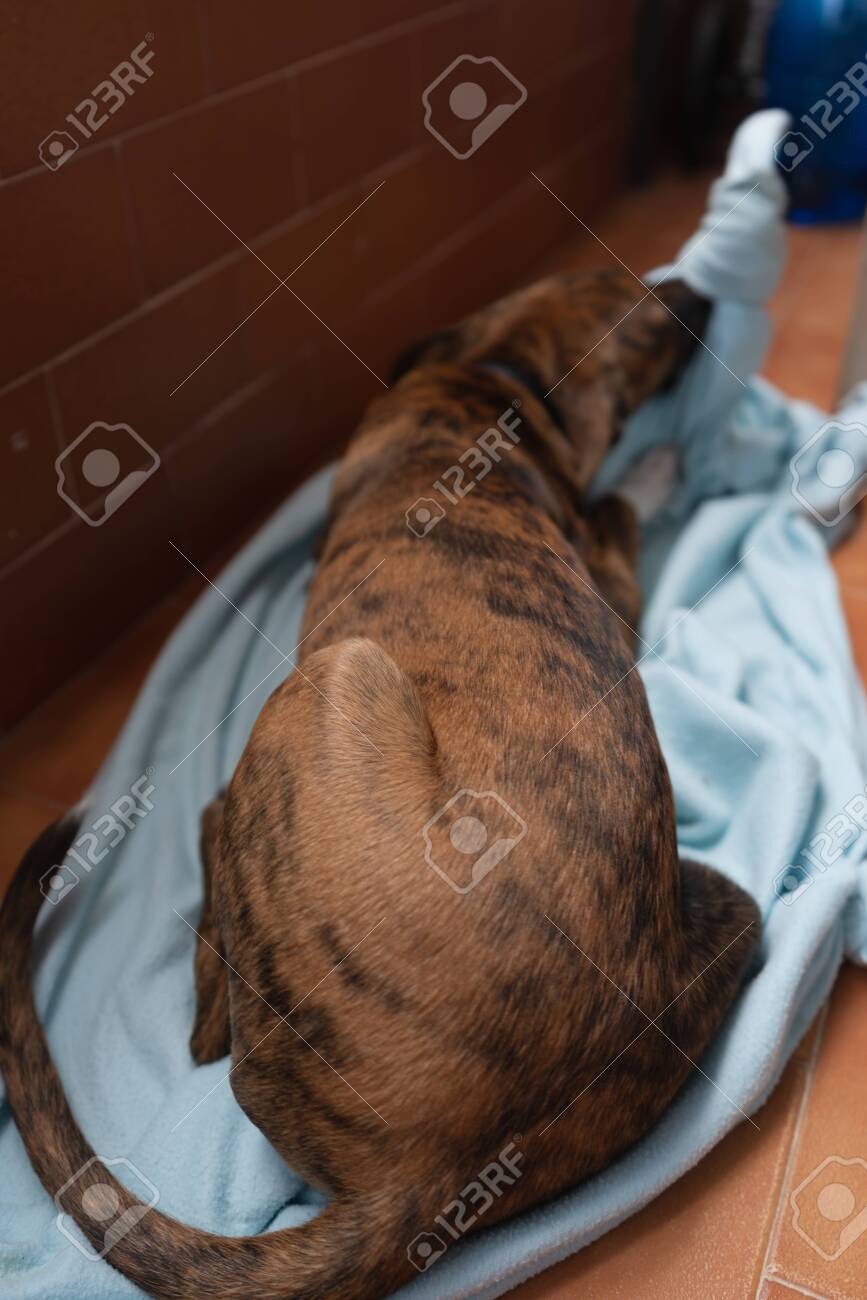 dog biting blanket