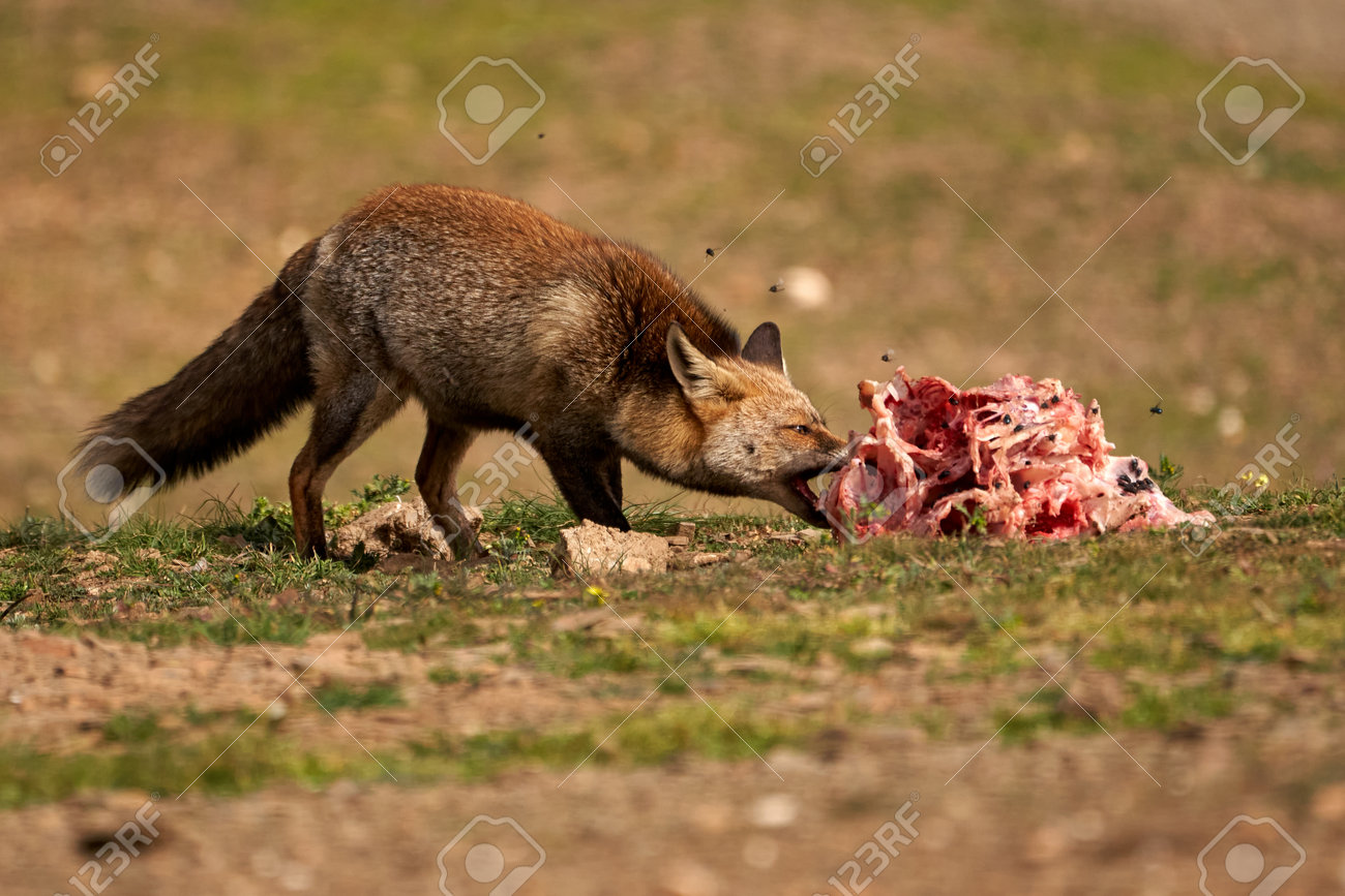 etiam-dictum-ipsum-a-felis