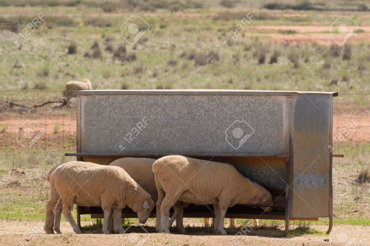 automatic grain feeder for sheep