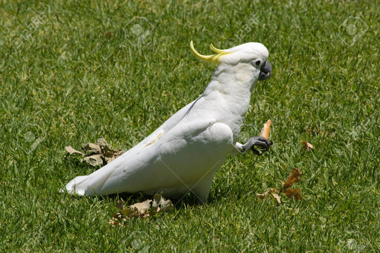 Closeup Of A White Cockatoo On Grass Eating Bread Stock Photo Picture And Royalty Free Image Image 36201665