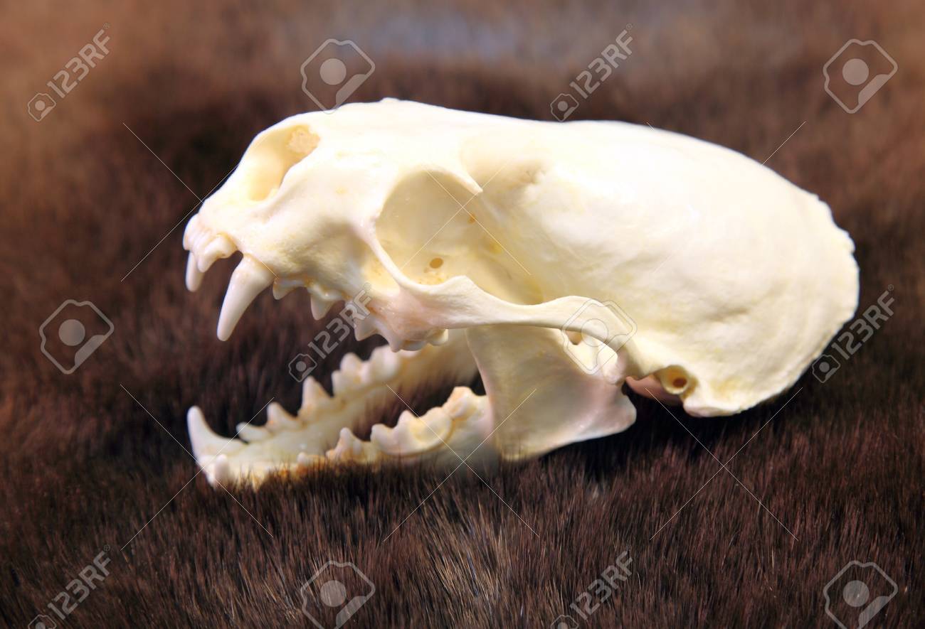 Animal Skull Stock Photo, Picture and Royalty Free Image. Image 16835006., image size:1300x885