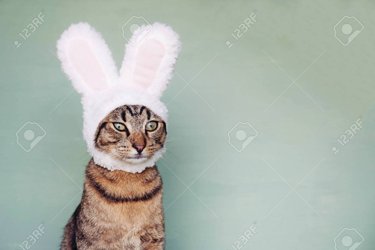 cat dressed as easter bunny