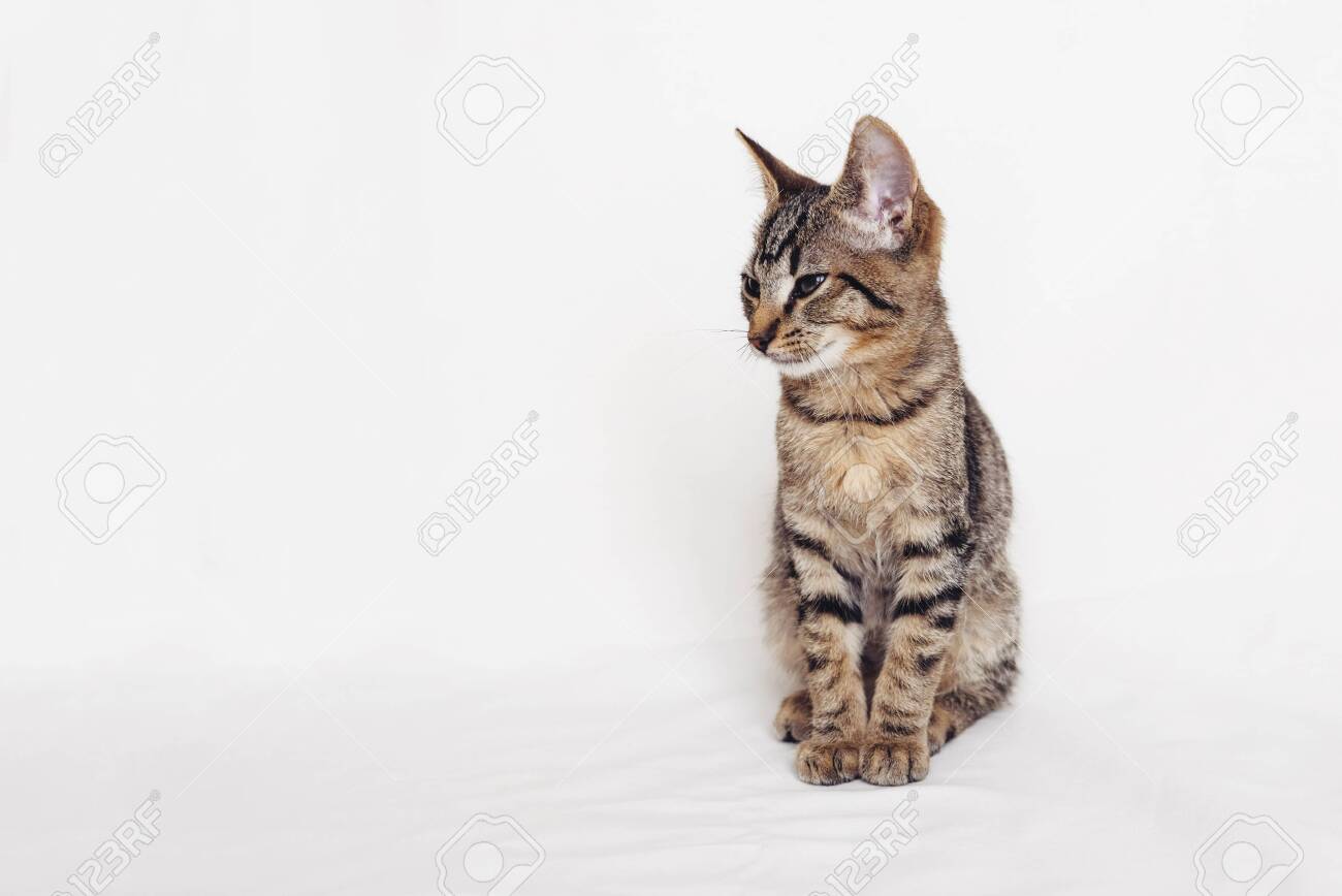 White mackerel cat Clearance