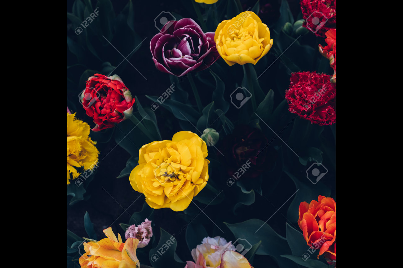 etiam-dictum-ipsum-a-felis