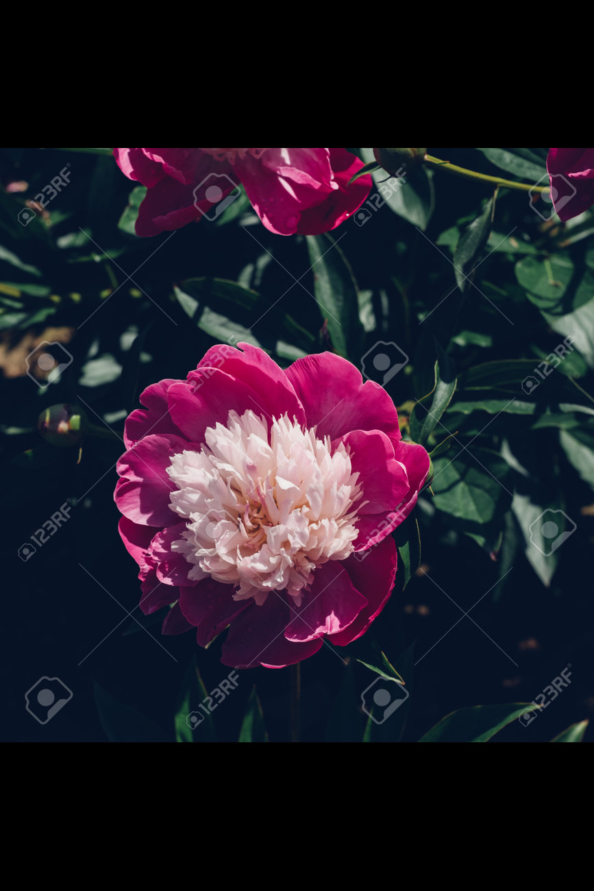 etiam-dictum-ipsum-a-felis