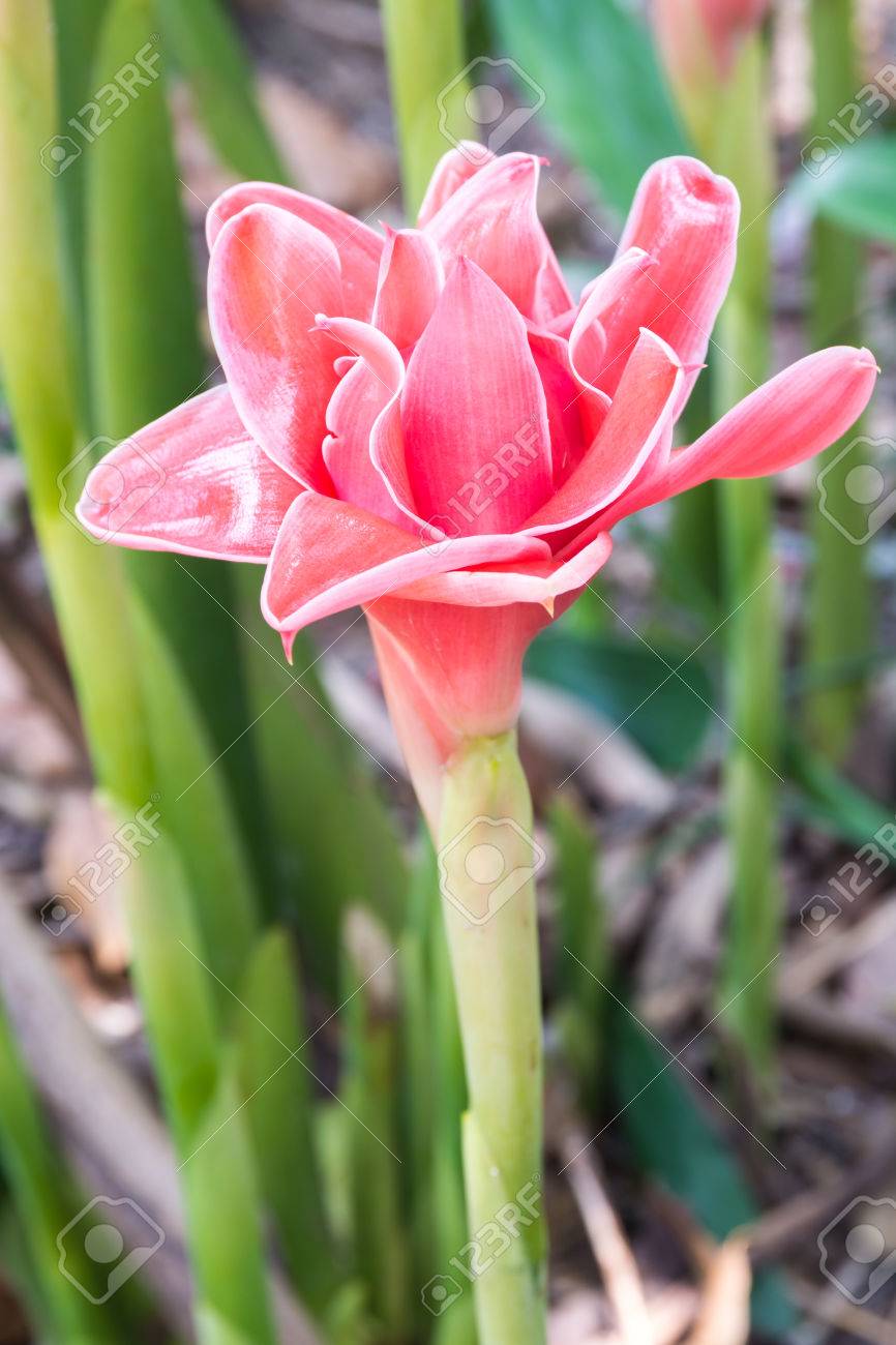 Bouton De Rose De Porcelaine Notre Planeteinfo
