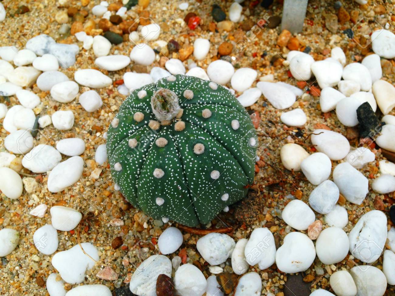 Astrophytum アステリアス属 Astrophytum 星サボテンと星ペヨーテ サボテンの種であります の写真素材 画像素材 Image