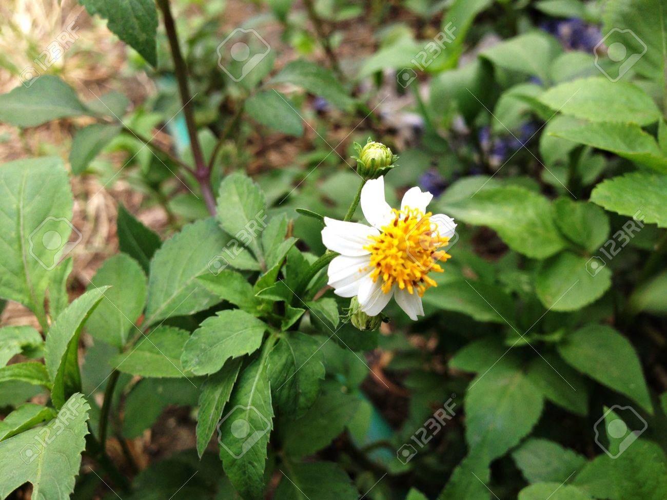 草の花 コートのボタン Asteracea Tridox アゼナ 細い茎と花房を保持しています 花弁と花弁の小花が不透明な滑らかな 中央充填小さな黄色い花を持っています の写真素材 画像素材 Image