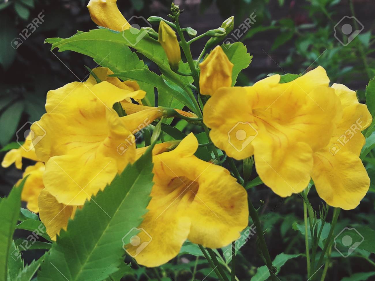 yellow flower blooms through the nature yellow elder trumpetbush