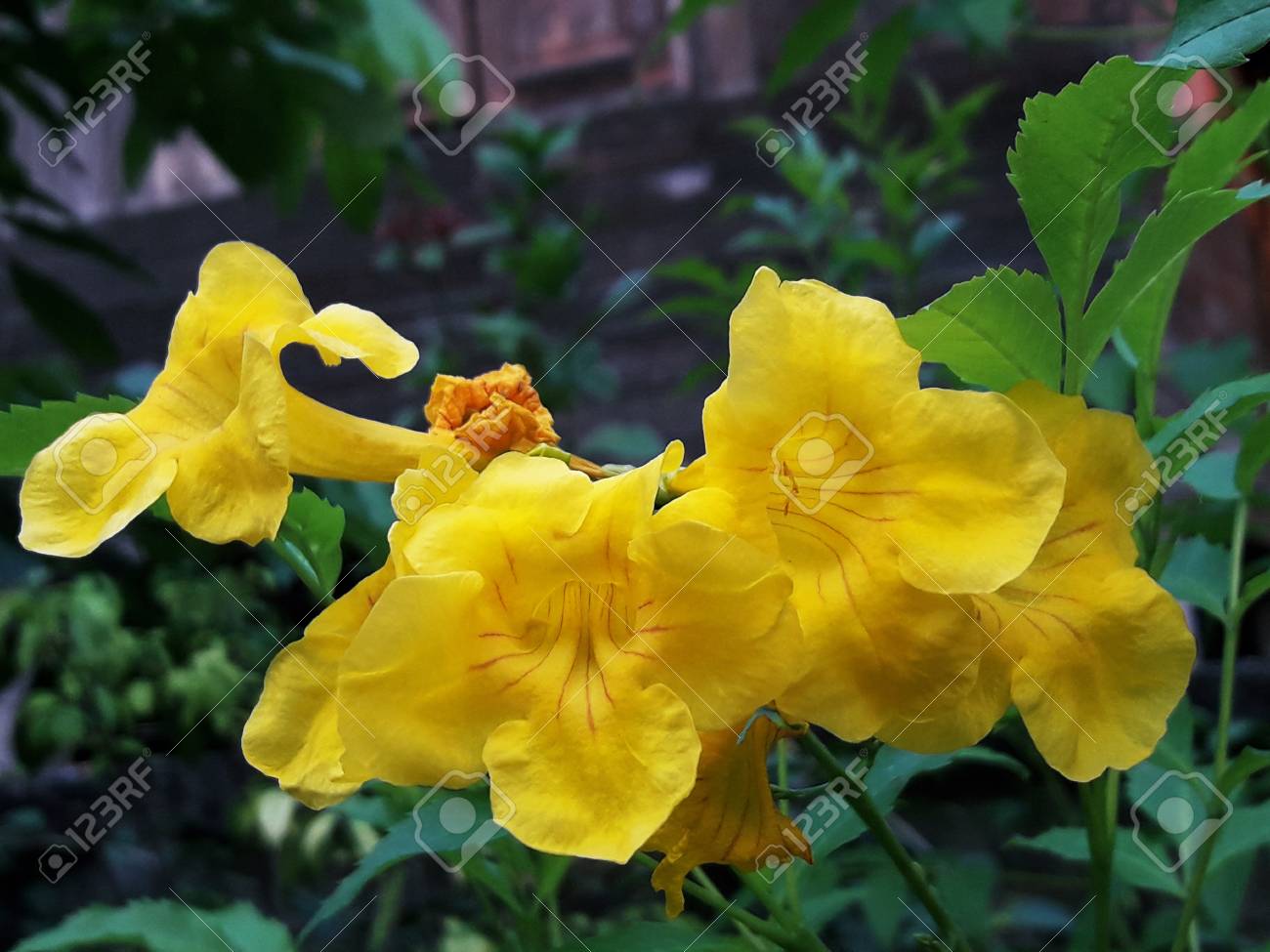 yellow flower blooms through the nature yellow elder trumpetbush