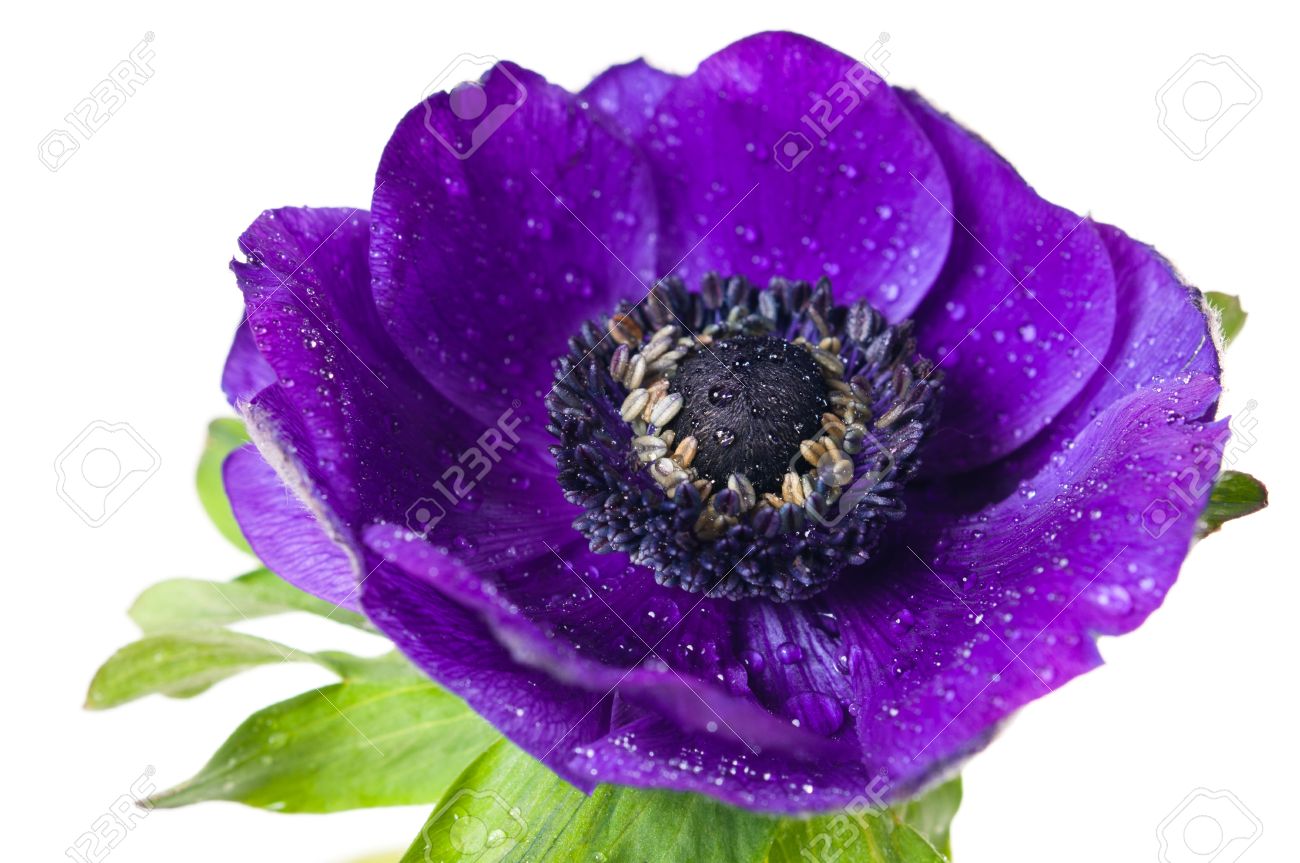 purple anemone flower closeup on white background - 13109609 purple anemone flower closeup on white background - 13109609