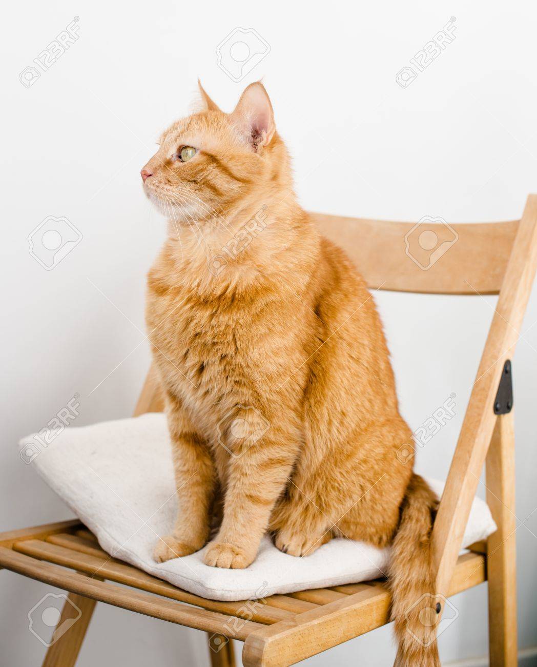 chair cat