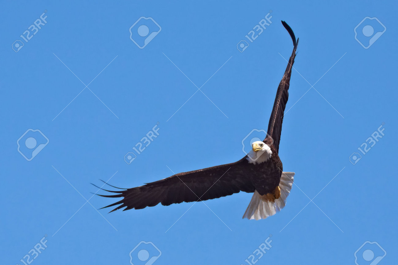 american bald eagle in