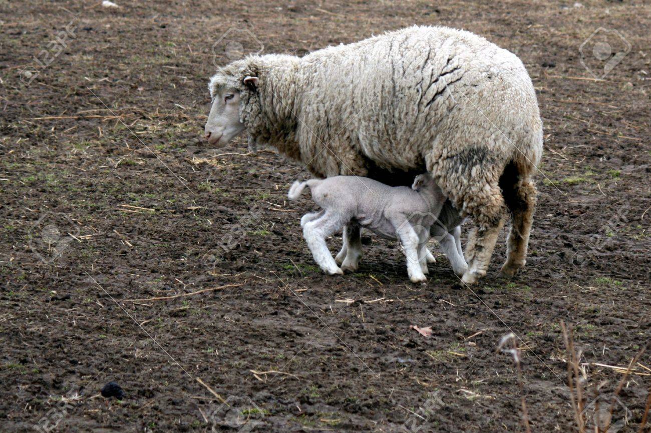 newborn lamb
