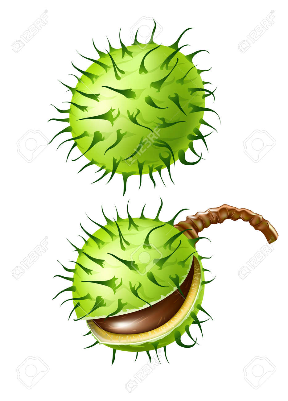 白で隔離される栗種子果実のイラスト素材 ベクタ Image