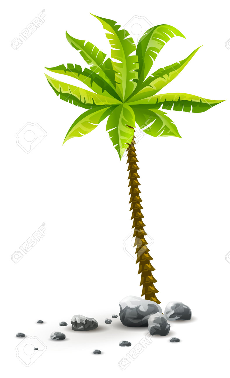 石で緑の葉を持つ単一熱帯ヤシの木の植物 自然詳細 ココのヤシの木 白い透明な背景で隔離のイラストのイラスト素材 ベクタ Image