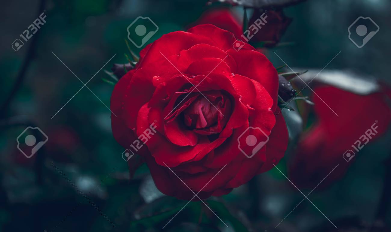 etiam-dictum-ipsum-a-felis