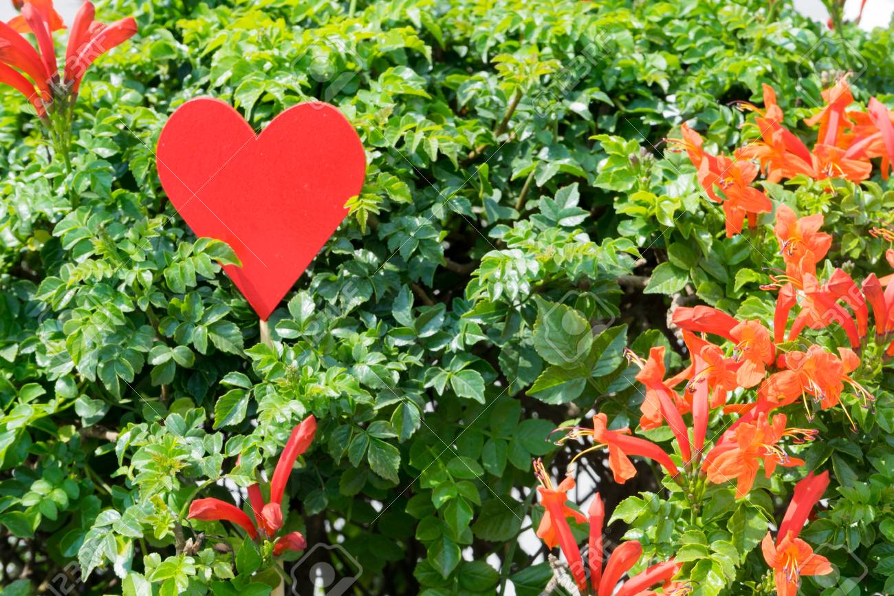 赤いハートの花 Amist 植物 の写真素材 画像素材 Image