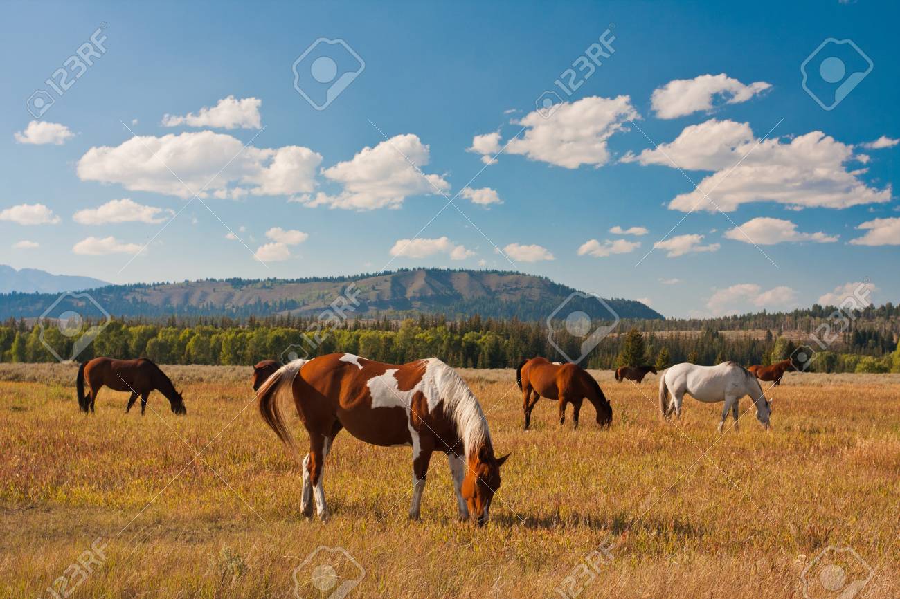 Horse enjoys in Yellowstone National Park, USA - 19161762 Horse enjoys in Yellowstone National Park, USA - 19161762