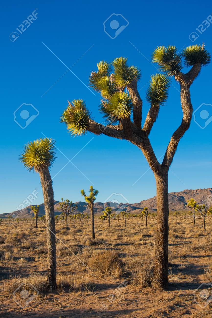 ジョシュア ツリー国立公園 カリフォルニア州 アメリカ合衆国ジョシュア ツリー の写真素材 画像素材 Image ジョシュア ツリー国立公園 カリフォルニア州 アメリカ合衆国ジョシュア ツリー の写真素材 画像素材 Image