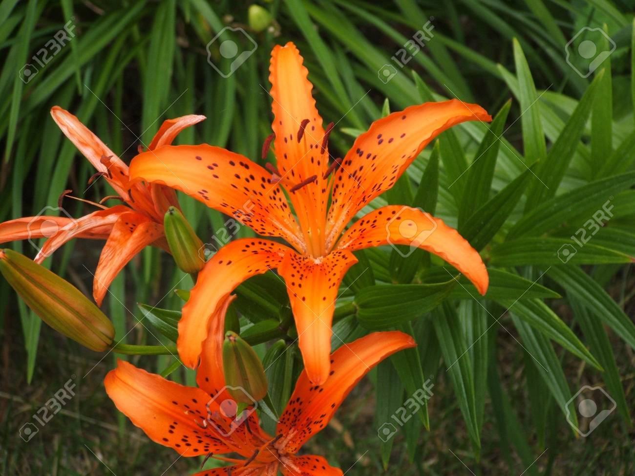 斑点のあるオレンジ色のユリのクローズ アップ の写真素材 画像素材 Image