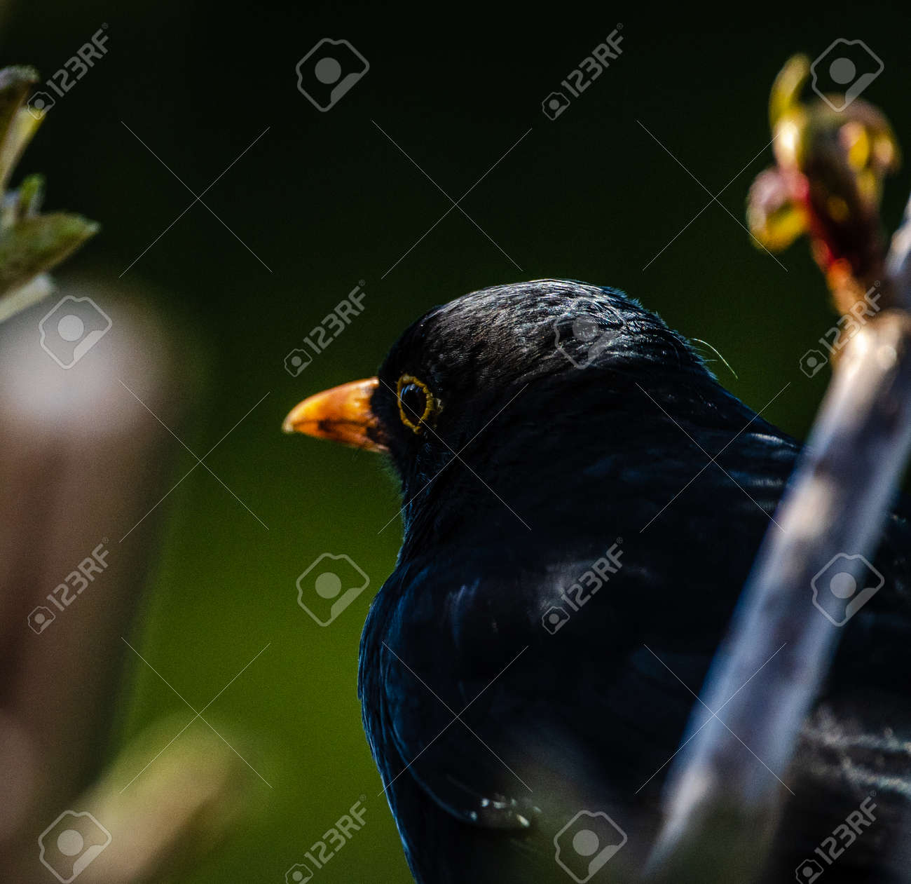 etiam-dictum-ipsum-a-felis