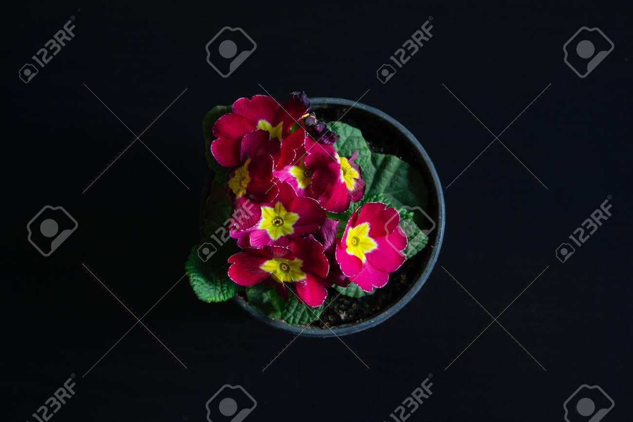 etiam-dictum-ipsum-a-felis