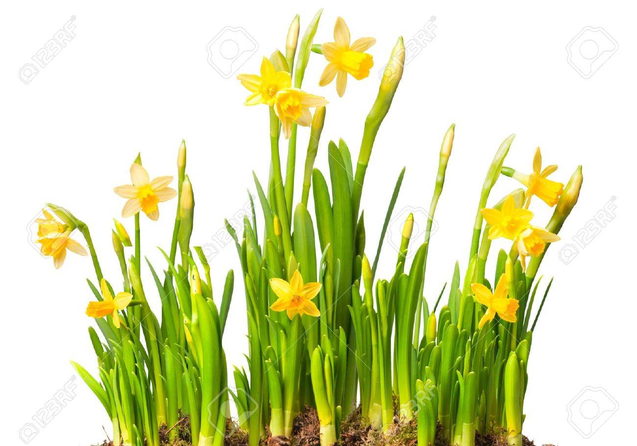 lent lily (daffodil) isolated on white - 11955572 lent lily (daffodil) isolated on white - 11955572