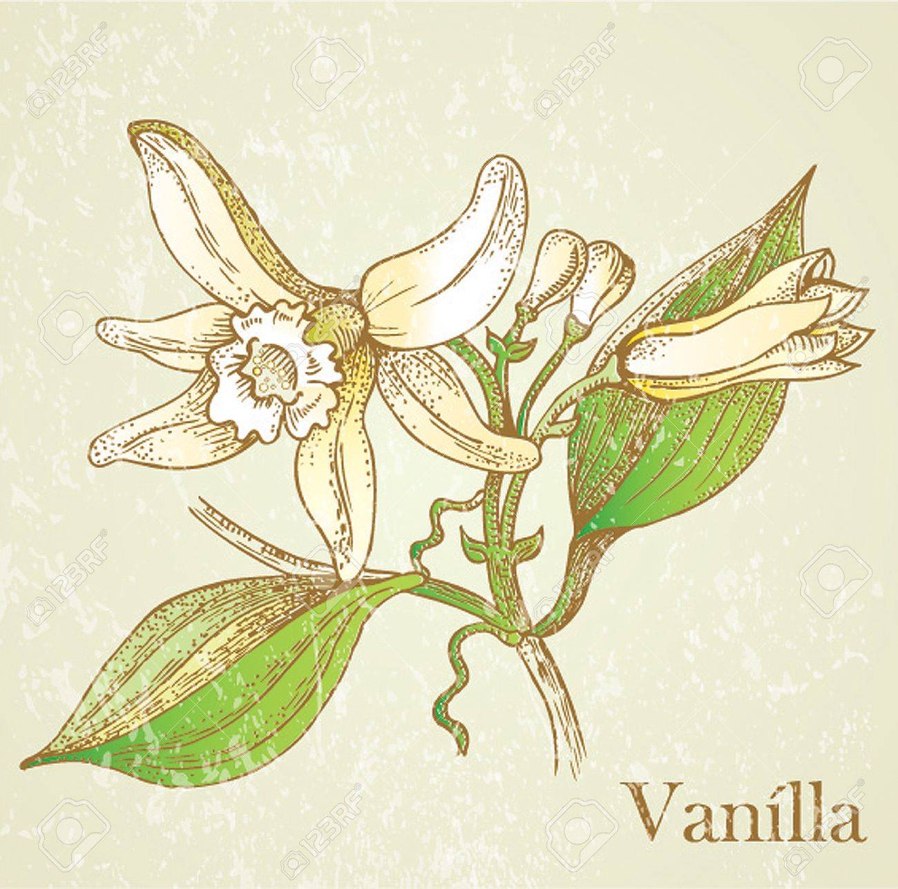 Vector Illustration Vanilla Flowers Royalty Free Cliparts Vectors And Stock Illustration Image