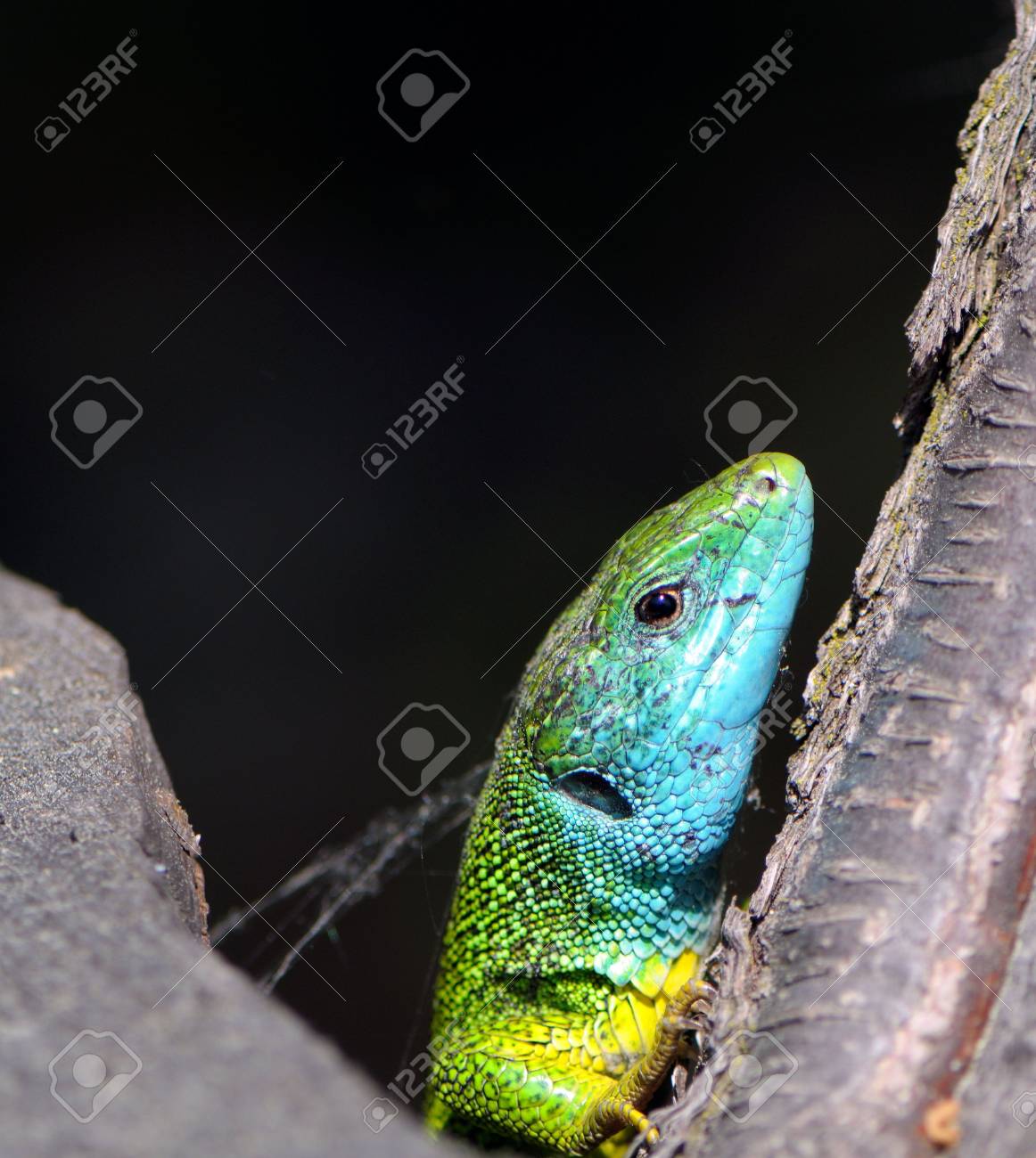 etiam-dictum-ipsum-a-felis