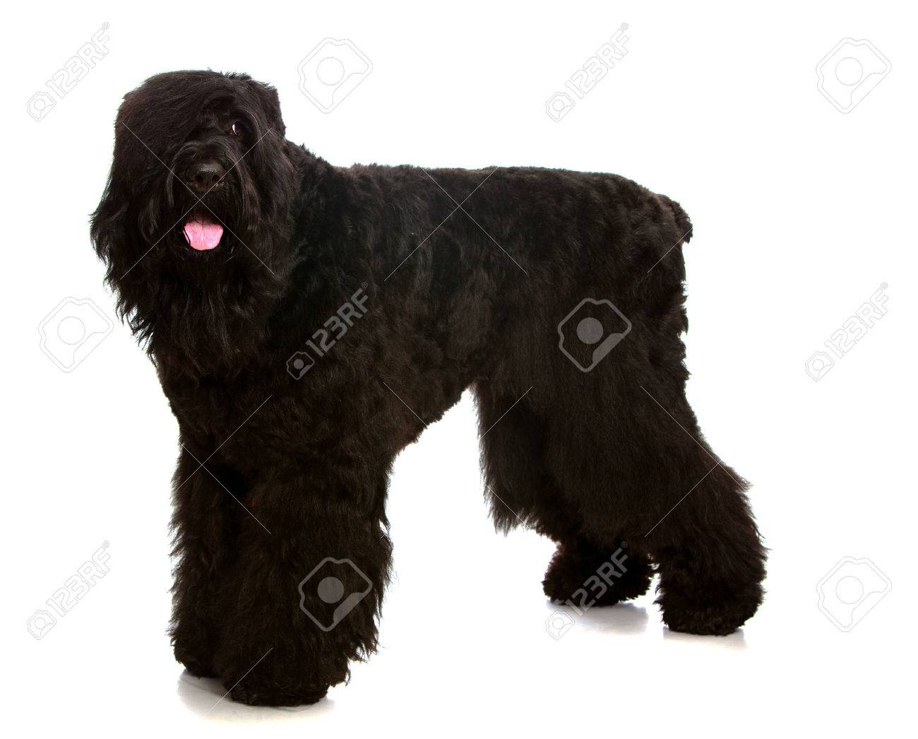 large black terrier