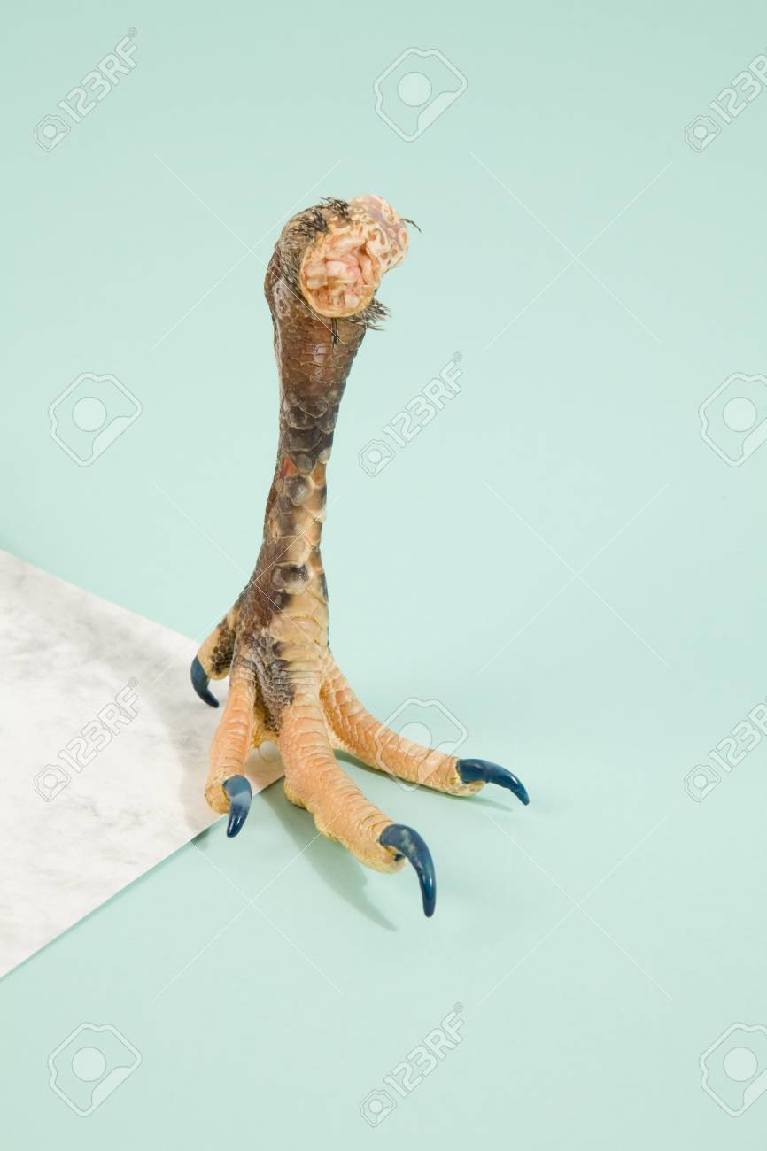 Unas De Pollo Manufacturadas Con Esmalte De Unas Azul Sobre Fondo