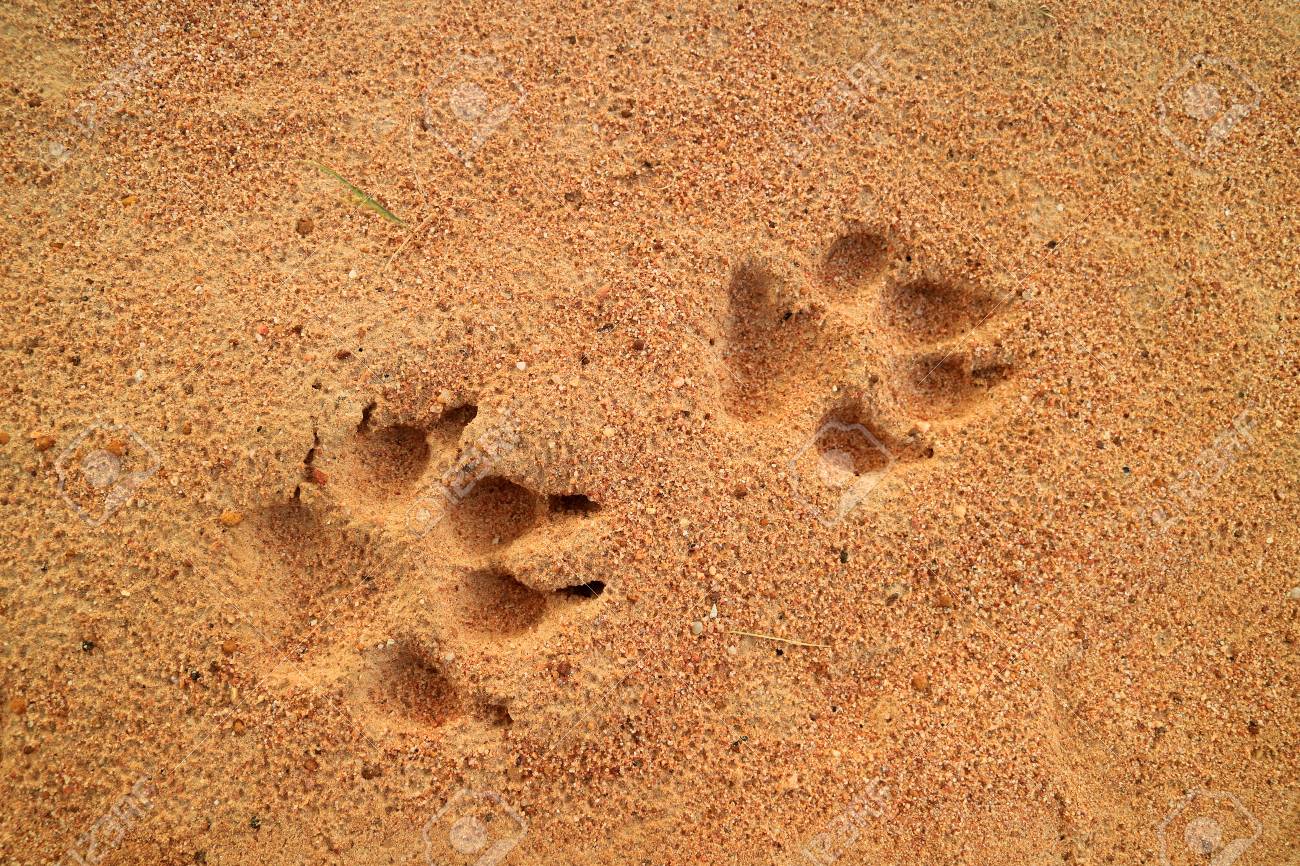 Dog S Footprints On The Golden Sand Free Space For Text And Design Stock Photo Picture And Royalty Free Image Image