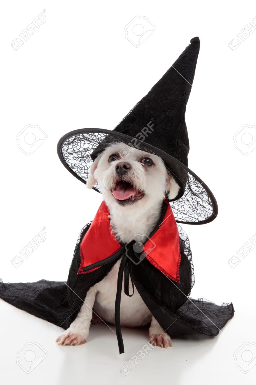 dog wizard hat