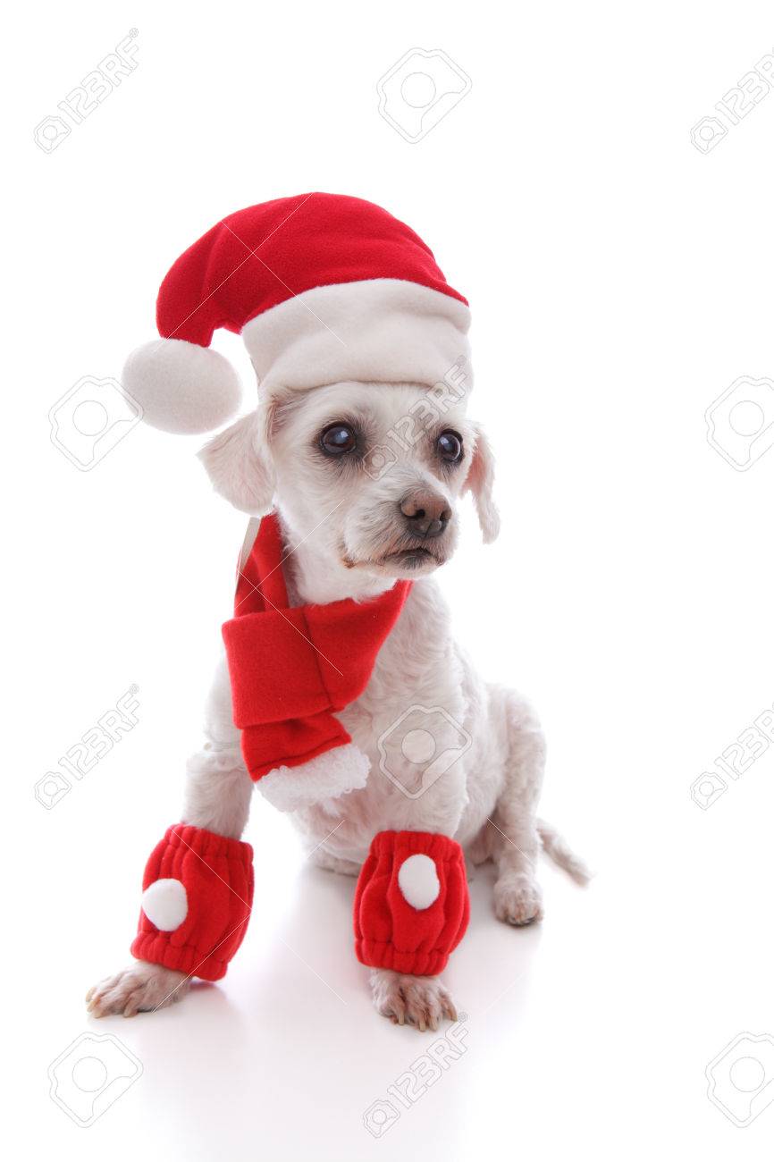 明るい目をした愛らしい白い犬のスカーフとレッグウォーマーを着て クリスマスにはサンタ帽子をかぶってします の写真素材 画像素材 Image