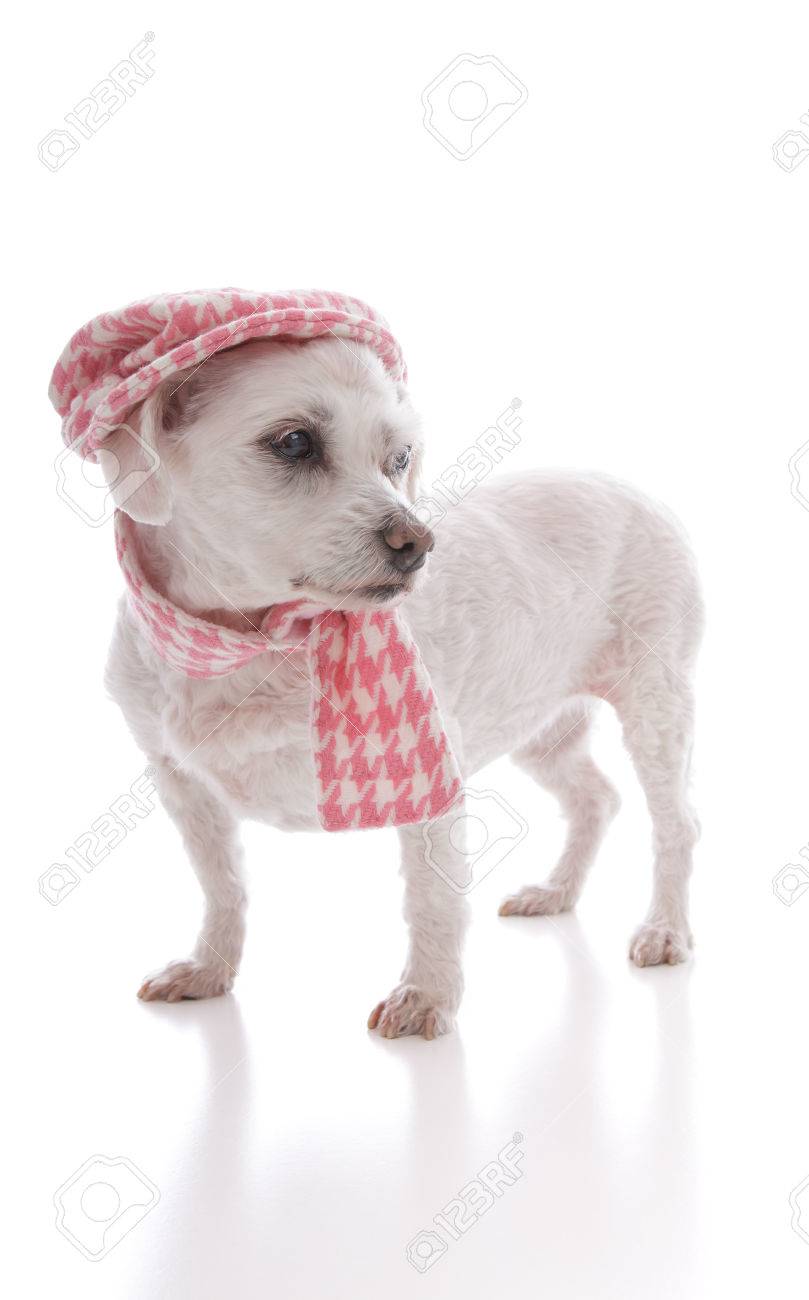 dog winter scarf
