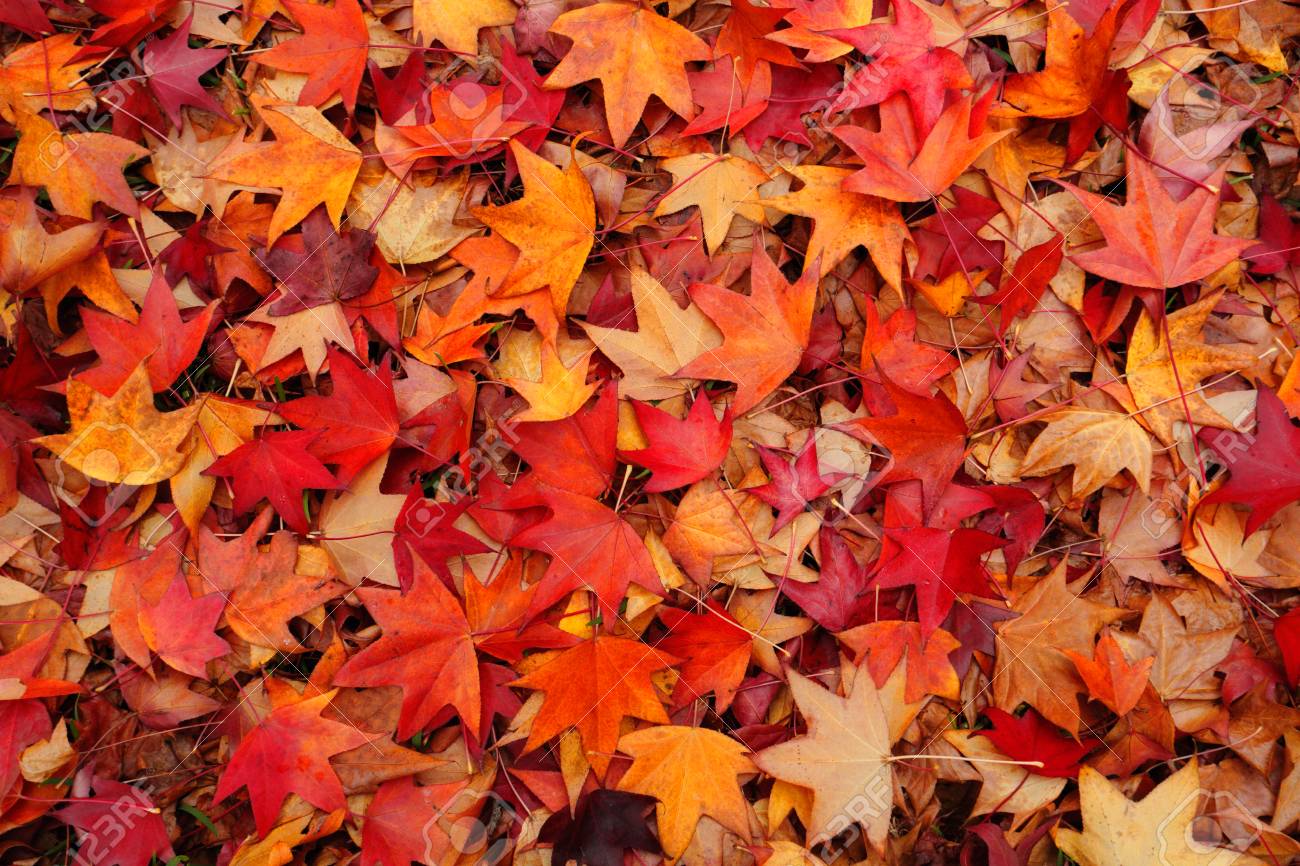 Image result for leaves in autumn