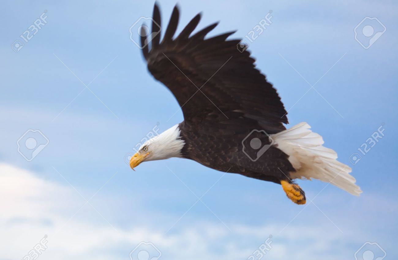 Photo Of An American Bald Eagle In Flight Stock Photo Picture And Royalty Free Image Image