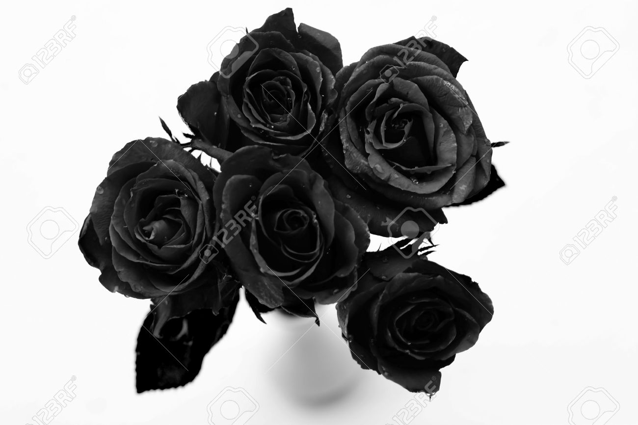 black roses in vase stock photo picture and royalty free image