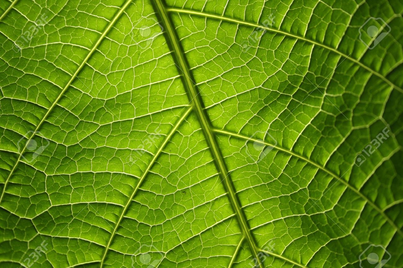 organic background textures