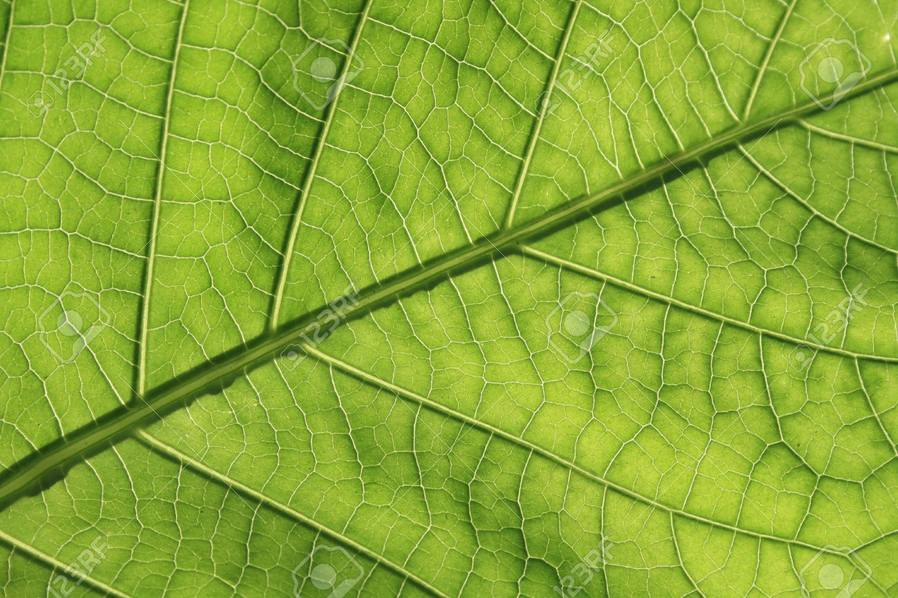 green leaf texture organic background stock photo picture and organic background textures