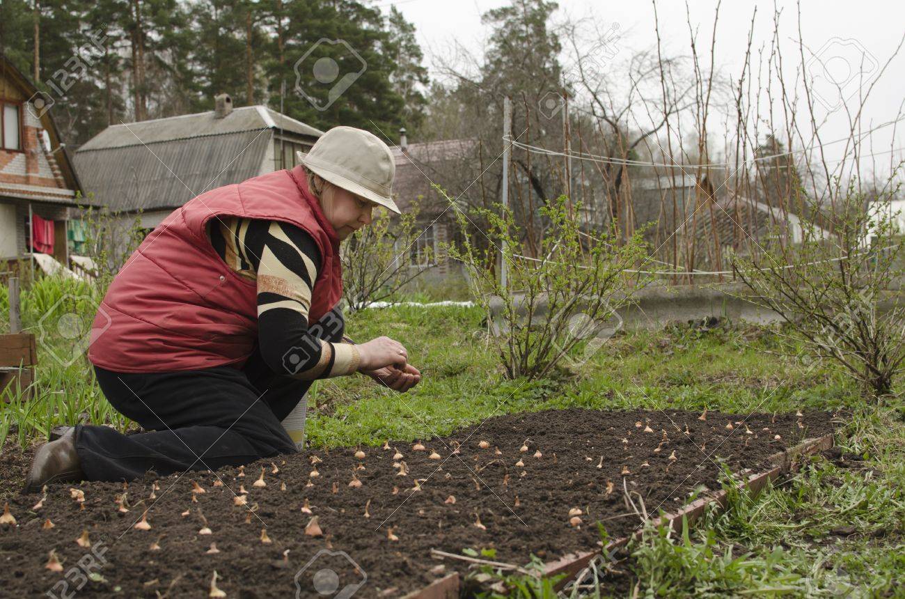 Spring Onion Planting Of Seedlings In Open Ground Stock Photo