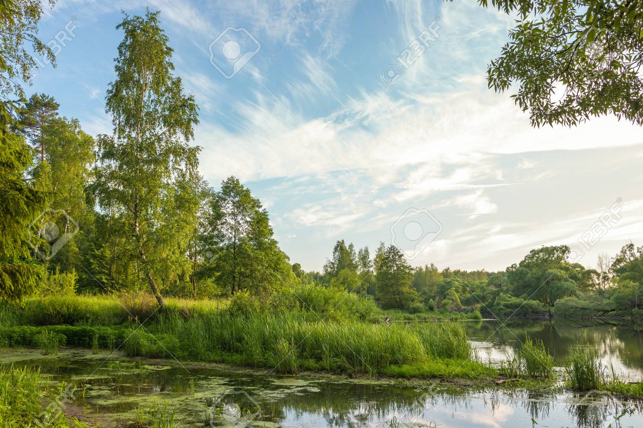 淀んだ水と湿地の海岸林湖 の写真素材 画像素材 Image