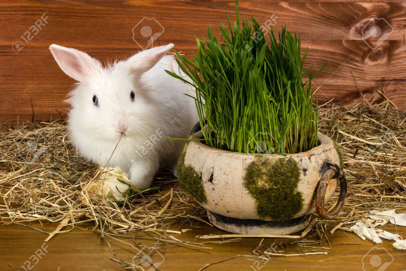 Sehr Hubsches Kleines Weisses Kaninchen Isst Gras In Seinem Haus